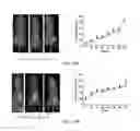 Fig. 28 - Compositions comprising chimeric antigen receptors, T cells comprising the same, and methods of using the same