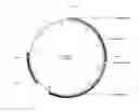 Fig. 11 - Method for producing polypeptides using PDK-inactivated cells