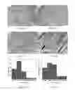 Fig. 13 - COMPOSITIONS AND STRUCTURES INCLUDING NONAGGREGATED STABILIZED CHARGED POLYSACCHARIDE NANOFIBERS, METHODS OF MAKING NONAGGREGATED STABILIZED CHARGED POLYSACCHARIDE NANOFIBERS, AND METHOD OF MAKING STRUCTURES