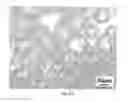 Fig. 30 - COMPOSITIONS AND STRUCTURES INCLUDING NONAGGREGATED STABILIZED CHARGED POLYSACCHARIDE NANOFIBERS, METHODS OF MAKING NONAGGREGATED STABILIZED CHARGED POLYSACCHARIDE NANOFIBERS, AND METHOD OF MAKING STRUCTURES