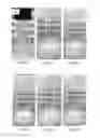 Fig. 32 - COMPOSITIONS AND STRUCTURES INCLUDING NONAGGREGATED STABILIZED CHARGED POLYSACCHARIDE NANOFIBERS, METHODS OF MAKING NONAGGREGATED STABILIZED CHARGED POLYSACCHARIDE NANOFIBERS, AND METHOD OF MAKING STRUCTURES