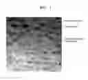 Fig. 02 - THERMOPLASTIC RESIN COMPOSITION AND MOLDED ARTICLE MADE THEREFROM