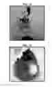 Fig. 09 - COMPOSITIONS USEFUL FOR OIL EXTRACTION