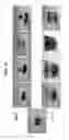 Fig. 12 - COMPOSITIONS USEFUL FOR OIL EXTRACTION