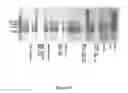 Fig. 10 - Barley with low levels of hordeins