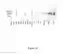 Fig. 11 - Barley with low levels of hordeins