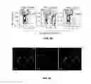 Fig. 15 - Reprogramming Mesenchymal Stromal Cells Into Hematopoietic Cells
