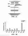 Fig. 02 - Methods for maturing cardiomyocytes and uses thereof