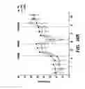 Fig. 34 - Methods for maturing cardiomyocytes and uses thereof