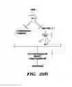 Fig. 44 - Methods for maturing cardiomyocytes and uses thereof