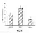 Fig. 07 - Enhanced differentiation of mesenchymal stem cells