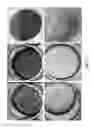 Fig. 08 - Enhanced differentiation of mesenchymal stem cells