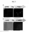 Fig. 14 - Cell populations, methods of transdifferentiation and methods of use thereof