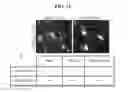 Fig. 15 - Cell populations, methods of transdifferentiation and methods of use thereof