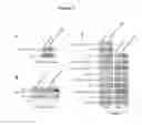 Fig. 03 - METHODS FOR IN VITRO MATURATION OF OVARIAN FOLLICLES