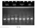 Fig. 13 - MESSENGER UNA MOLECULES AND USES THEREOF
