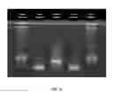 Fig. 15 - MESSENGER UNA MOLECULES AND USES THEREOF