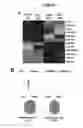 Fig. 02 - NUCLEOTIDE SEQUENCE MOTIFS DIRECTING NUCLEIC ACID LOCATION TO EXTRACELLULAR VESICLES