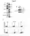Fig. 09 - NUCLEOTIDE SEQUENCE MOTIFS DIRECTING NUCLEIC ACID LOCATION TO EXTRACELLULAR VESICLES