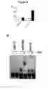 Fig. 10 - NUCLEOTIDE SEQUENCE MOTIFS DIRECTING NUCLEIC ACID LOCATION TO EXTRACELLULAR VESICLES
