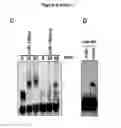 Fig. 11 - NUCLEOTIDE SEQUENCE MOTIFS DIRECTING NUCLEIC ACID LOCATION TO EXTRACELLULAR VESICLES