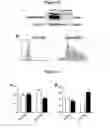Fig. 12 - NUCLEOTIDE SEQUENCE MOTIFS DIRECTING NUCLEIC ACID LOCATION TO EXTRACELLULAR VESICLES
