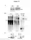 Fig. 13 - NUCLEOTIDE SEQUENCE MOTIFS DIRECTING NUCLEIC ACID LOCATION TO EXTRACELLULAR VESICLES