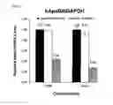 Fig. 05 - Double-stranded antisense nucleic acid with exon-skipping effect