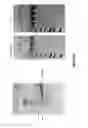 Fig. 19 - Modified diatoms for biofuel production