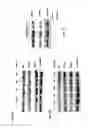 Fig. 05 - SYSTEMS AND METHODS FOR DIAGNOSING AND TREATING CANCER