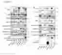 Fig. 12 - METHODS FOR DETECTING PROSTATE CANCER