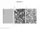 Fig. 06 - SIMULTANEOUS DETECTION OF MUTATIONAL STATUS AND GENE COPY NUMBER