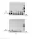 Fig. 03 - RECOMBINASE POLYMERASE AMPLIFICATION (RPA) METHOD FOR LEISHMANIA SPP. AND TRYPANOSOMA CRUZI