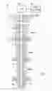 Fig. 02 - Indexing stimulating sleeve and other downhole tools