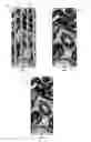 Fig. 05 - Borehole image gap filling