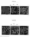 Fig. 06 - METHOD FOR COATING CATALYST ON DIESEL PARTICULATE FILTER