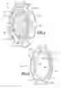 Fig. 04 - FRICTION CLUTCH ASSEMBLIES