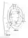 Fig. 09 - FRICTION CLUTCH ASSEMBLIES