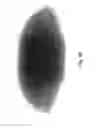 Fig. 37 - Lighting assembly