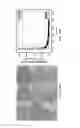 Fig. 23 - High performance quartz crystal microbalance enhanced by microstructures for biological applications
