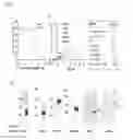 Fig. 05 - Gamma-Secretase Substrates and Methods of Use
