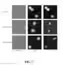 Fig. 08 - METHOD AND KIT FOR ASSESSING VIABLE CELLS