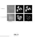 Fig. 09 - METHOD AND KIT FOR ASSESSING VIABLE CELLS