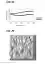 Fig. 28 - Polarizing plate having absorption layer comprising only tantalum and niobium