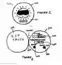 Fig. 02 - Temperature and time alarm wristband