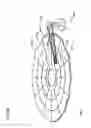 Fig. 09 - Topographic feedforward system