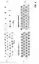 Fig. 08 - Density multiplication and improved lithography by directed block copolymer assembly