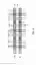 Fig. 07 - Virtual ground non-volatile memory array