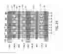 Fig. 30 - Virtual ground non-volatile memory array