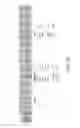 Fig. 31 - Virtual ground non-volatile memory array